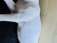 Bembeyaz Tatlı French Bulldog
