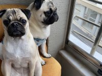 Eğitimli ve uysal pug köpeği