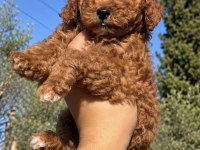 RED TOY POODLE