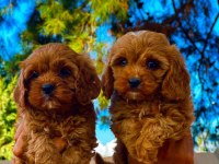 Maltipoo yavruları