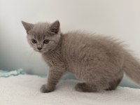 British shorthair erkek 2 aylık