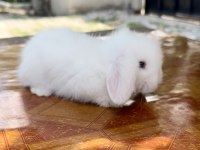 Hollanda teddy lop Beyaz Mavi göz tavşan