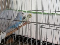 1 çift muhabbet kuşu