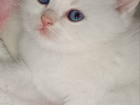 British shorthair kalıcı maviş göz erkek yavru