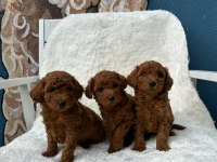 WC EĞİTİMLİ TÜY DÖKMEYEN TOY POODLE YAVRULAR