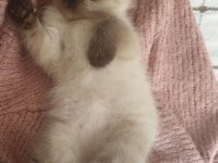 Güzeller Güzeli British Shorthair Blue Point Yavrularım