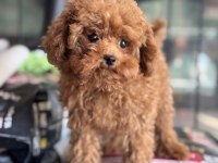 Petmode köpek çiftliğinden tea cup kore poodle