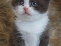 Show kalite british bicolor yavrular
