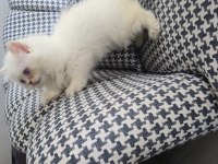 British Longhair Golden Point Erkek