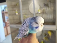Show Jumbo 50 Günlük Muhabbet Kuşu