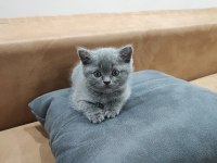 British shorthair