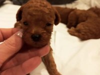 Üst düzey Kore Kan Toy Poodle Yavrularım