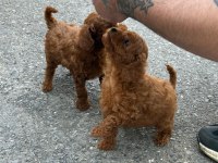 Toy poodle red brown dişi ve erkek