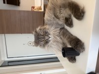 BUGÜN AKŞAMA ACİL YAVRU KEDİMİ SAHİPLENDİRİYORUM