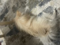 Pomeranian Sahiplenme Fırsatı