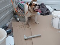 Dişi bulldog 2 yaşında ulaşın bana çok akıllı