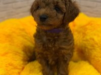 Toy Poodle Kore Yavrular