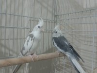 Sultan Papağanı White Face Takım