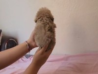 Zeki ve Sevimli Maltipoo Bebekler