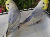 RENGARENK ÜST VASIF RAİNBOW MUHABBET TAKIMLAR