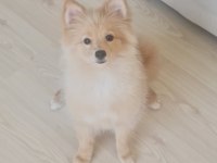 Tilki surat pomeranian