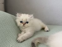 British longhair mavi göz bebekler