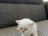 Şekerpare scottish fold