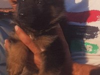 Safkan erkek alman çoban köpeğimiz