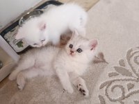 Safkan british shorthair yavrularımız