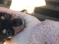 Yavru pinscher köpekler