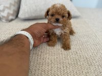 Çok Sağlıklı Malıtpoo Bebekler