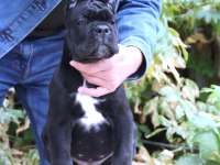 Fcı-Kıf Secereli Safkan Cane Corso Yavrularımız