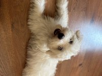 Maltipoo 3.5 aylık