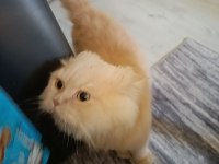 Kedimiz behlül yakışıklı beylümüz
