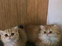 Safkan british shorthair