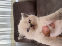 3 adet blue point 1 lilak british shorthair