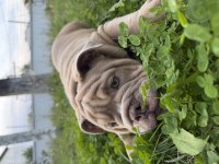 Egzotik ingiliz bulldog yavrularımız en iyisini isteyene