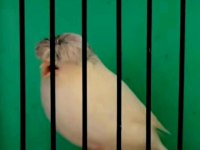 Kanaryalarım Açıklamaları Okuyalım