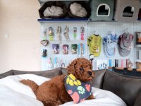 ORIJINAL POODLE YAVRULAR