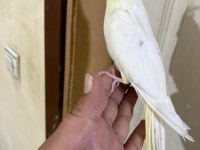 4 AYLIK EĞİTİME AÇIK %100 ERKEK LUTİNO SULTAN YAVRU