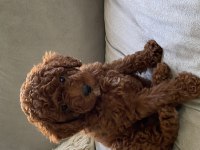 Toy poodle Kore poodle eşleşmesi