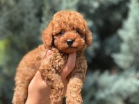 SAFKAN TOY POODLE YAVRULAR