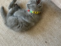 EVİNİZE NEŞE GETİRECEK YAVRU KEDİLER
