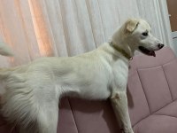 1 yaşında dişi labrador