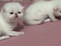 İran persian bebeklerim