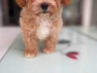 Tatlı Yüzlü Maltipoo Bebeklerim