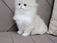 A KALİTE BRİTİSH LONGHAİR YAVRULAR
