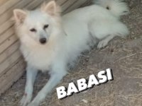 4 Aylık Pomeranian Spitz Cinsi Dişi Yavrumuz