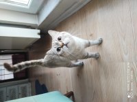 Sessiz uysal british shorthair