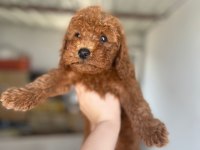 Toy poodle bebekleri